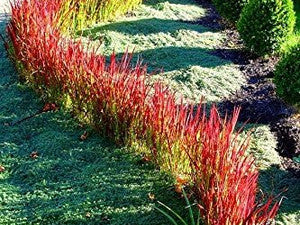 Rotes Band aus Imperata 'Red Baron' am Hang zwischen silbrigen Bodendeckern