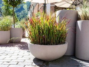 Japanisches Blutgras in einer flachen Schale auf einer Terrasse zwischen Betonkübeln
