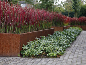 Reihe roter Blutgras-Horste hinter einem Cortenstahl-Hochbeet am Pflasterweg
