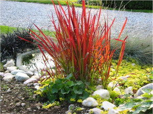 Roter Horst Blutgras zwischen hellem Kies und Findlingen am Wasserrand