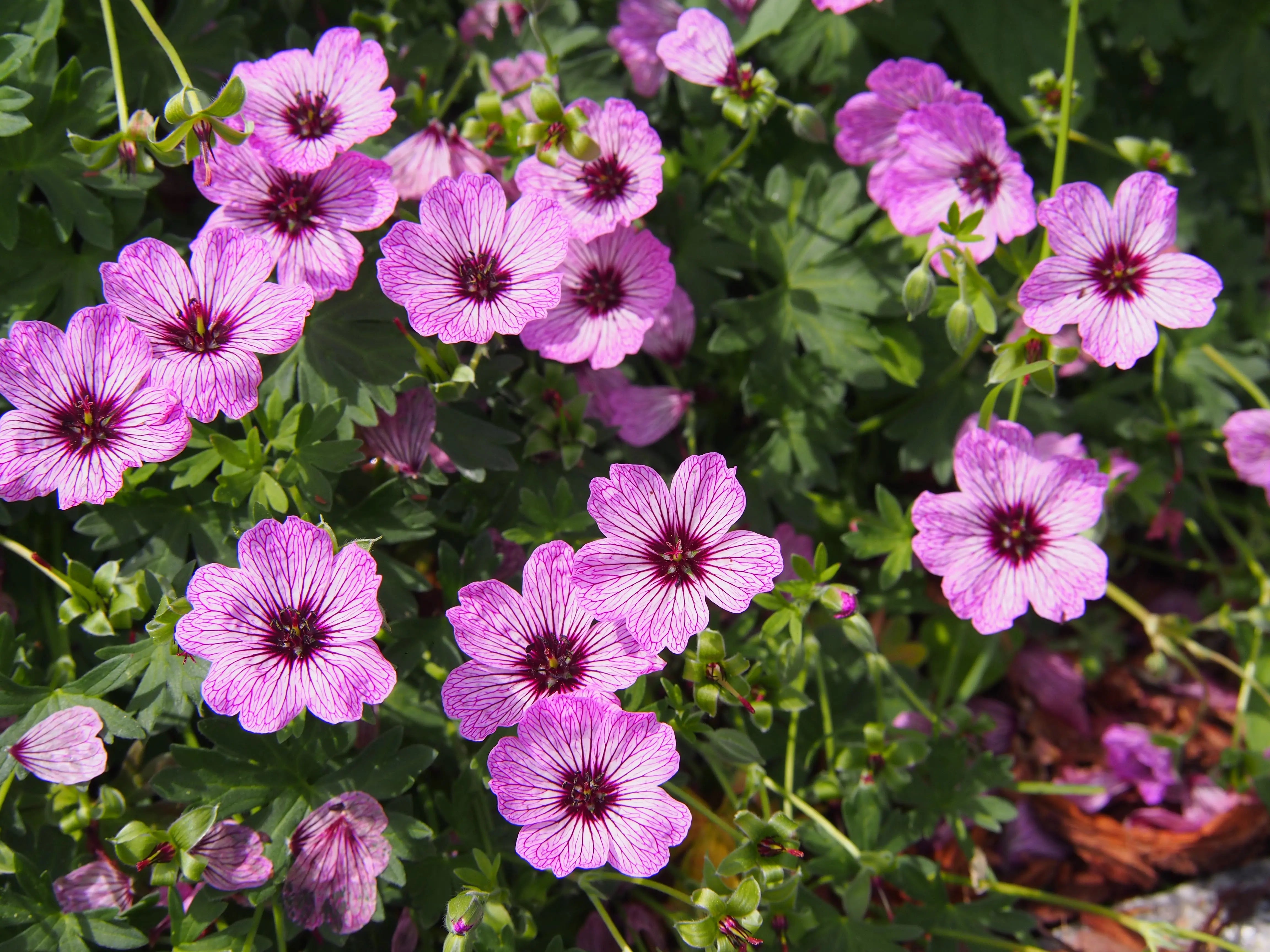 Aschgrauer Storchschnabel Geranium cinereum 'Lawrence Flatman' Staude mit silbergrauen Blättern und rosa Blüten, Stauden Gänge