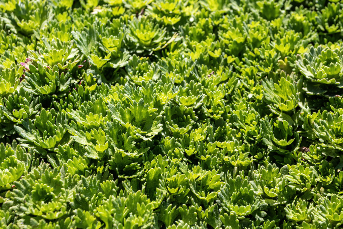 Weiße Staude Saxifraga x arendsii 'Ice Colours Pearl White' mit grünen Blättern, wächst als kleine Pflanze in natürlicher Umgebung