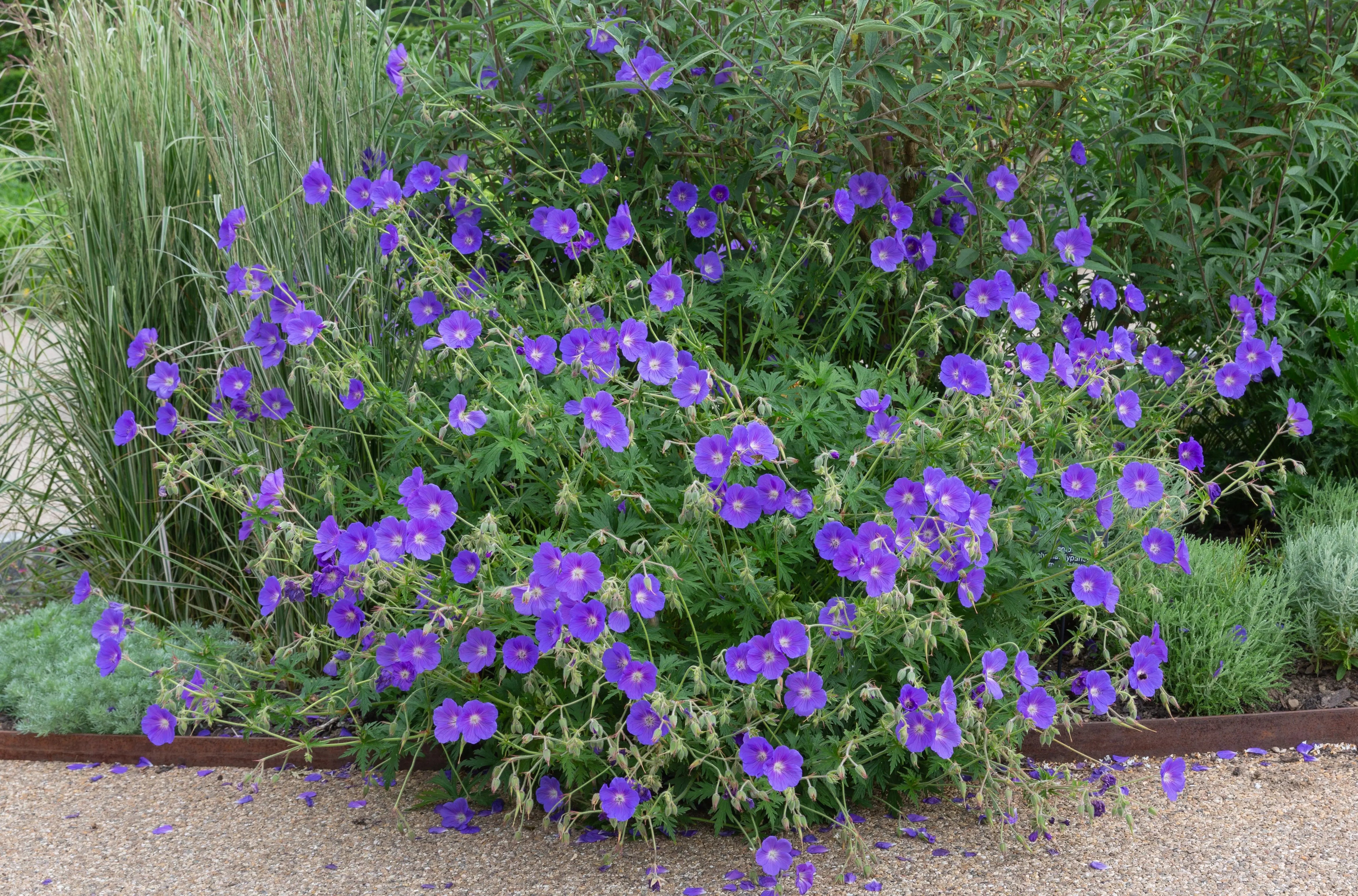 Blaue Staude Geranium pratense 'Orion' von Stauden Gänge, blühende Blume mit zarten Blüten, Gartenpflanze, Staude, Nahaufnahme