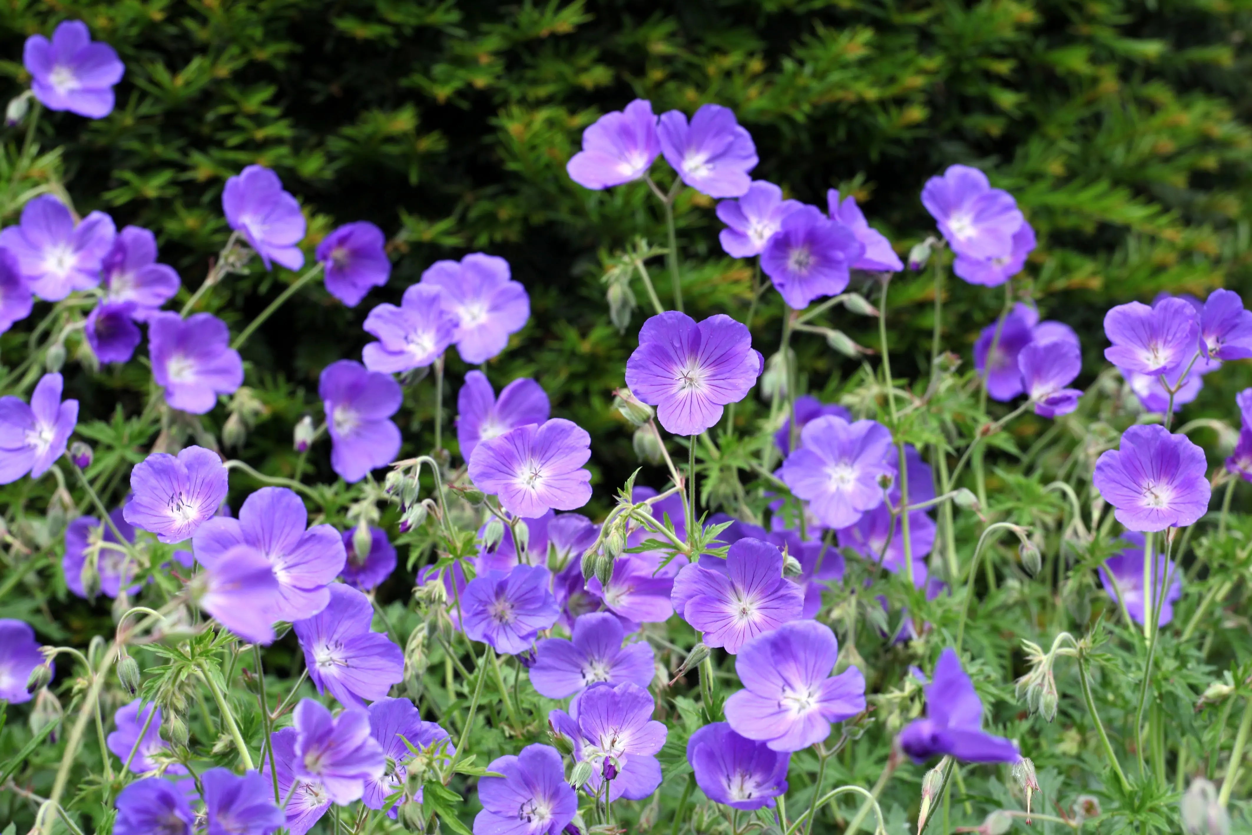 Blaue Staude Geranium pratense 'Orion' von Stauden Gänge, Blühende Staude mit großen blauen Blüten, Nahaufnahme