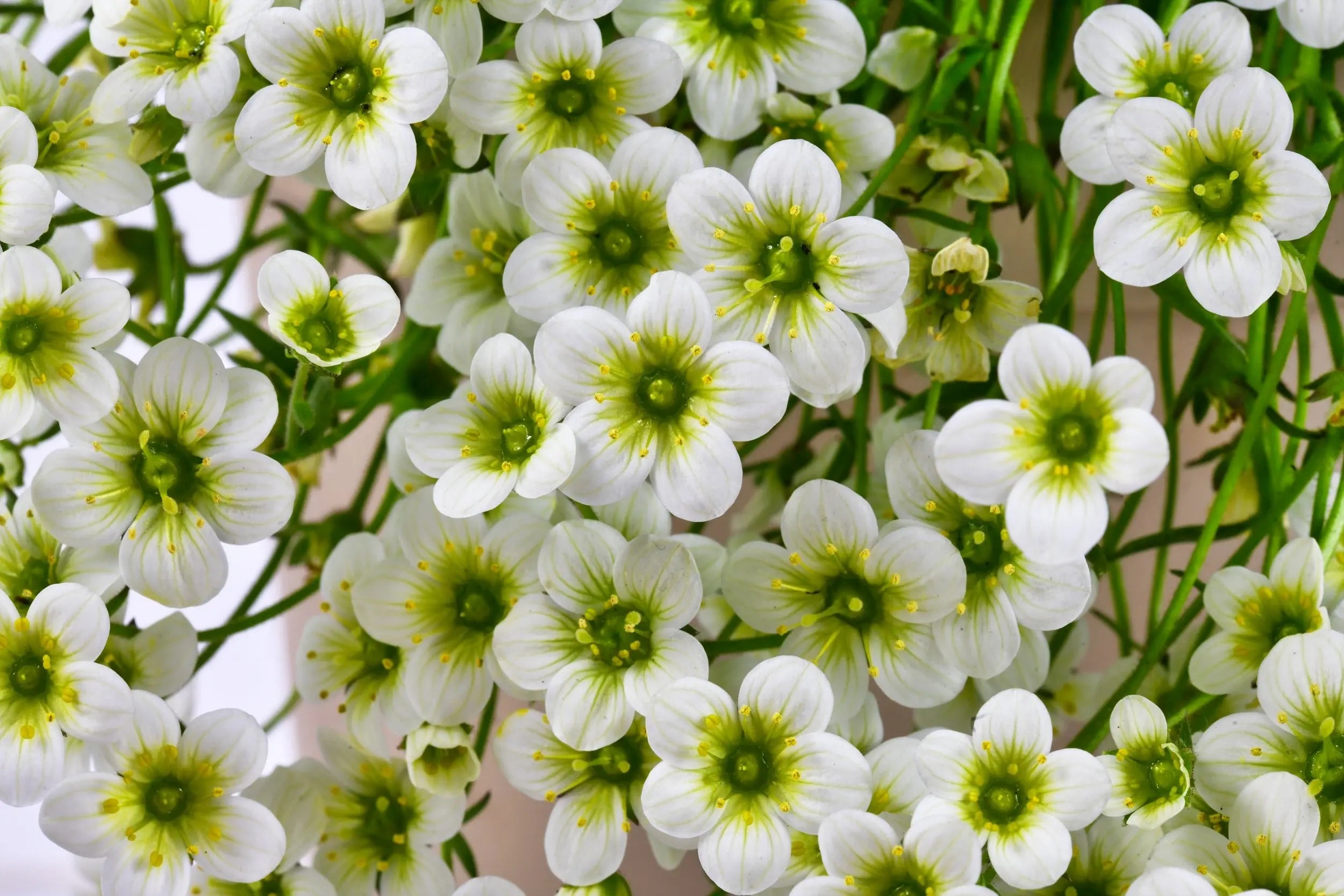 Weiße Staude Saxifraga x arendsii 'Ice Colours Pearl White' mit weißen Blüten, als Moos-Steinbrech in Gartendekoration