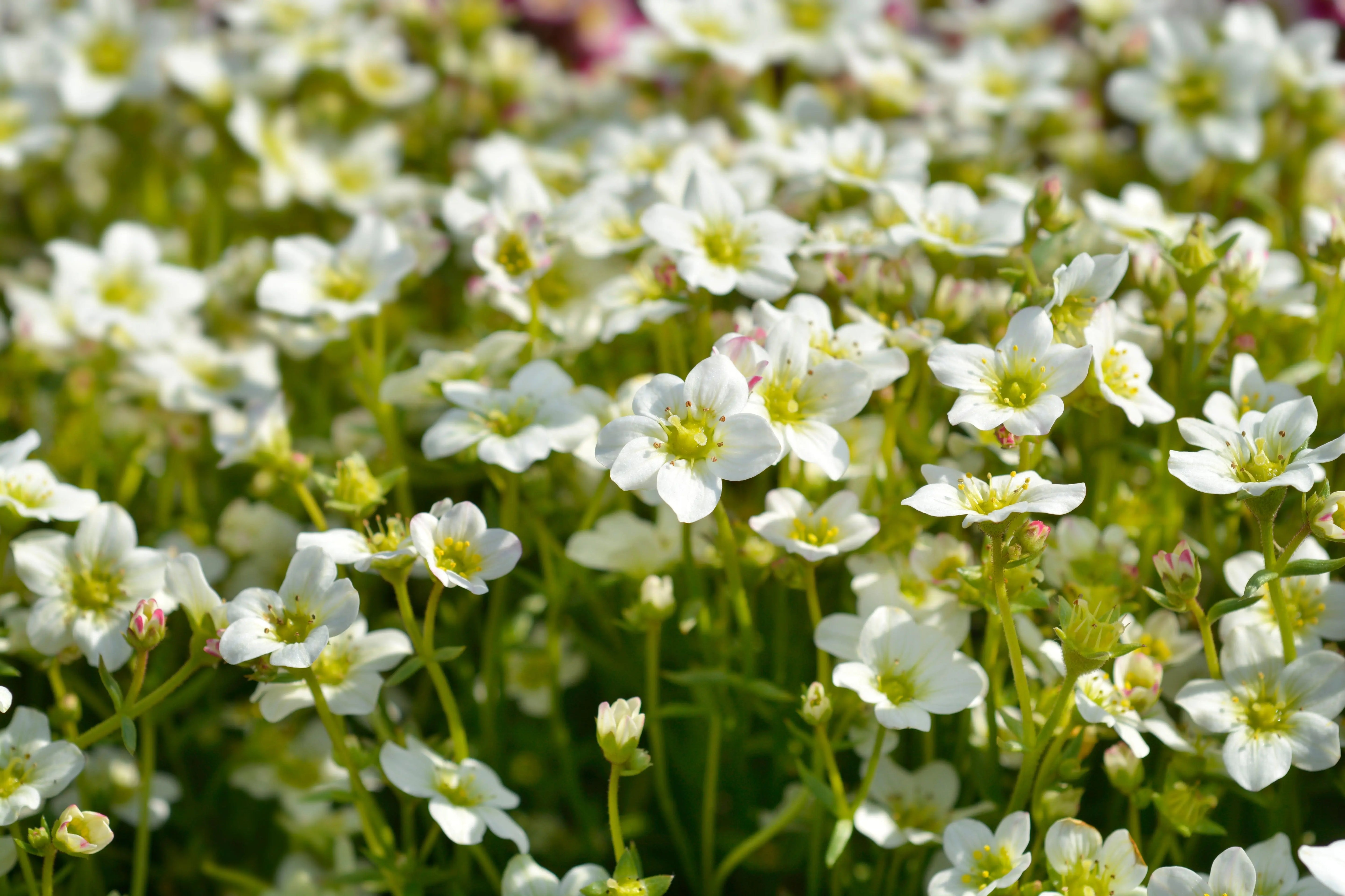 Weiße Staude Saxifraga x arendsii 'Ice Colours Pearl White' mit grünen Blättern, wächst als Bodendecker in einem Garten.