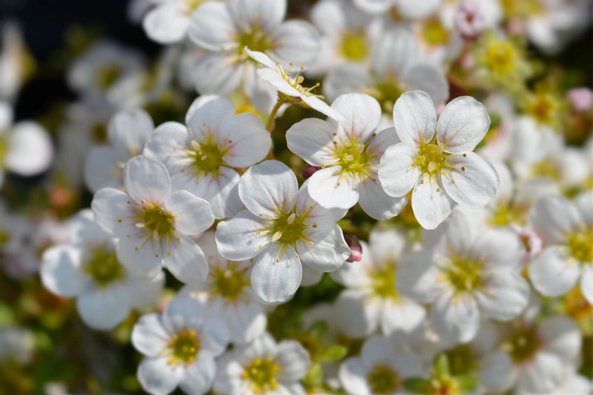 Weiße Staude Saxifraga x arendsii 'Ice Colours Pearl White' mit zarten Blüten, Stauden Gänge, Nahaufnahme