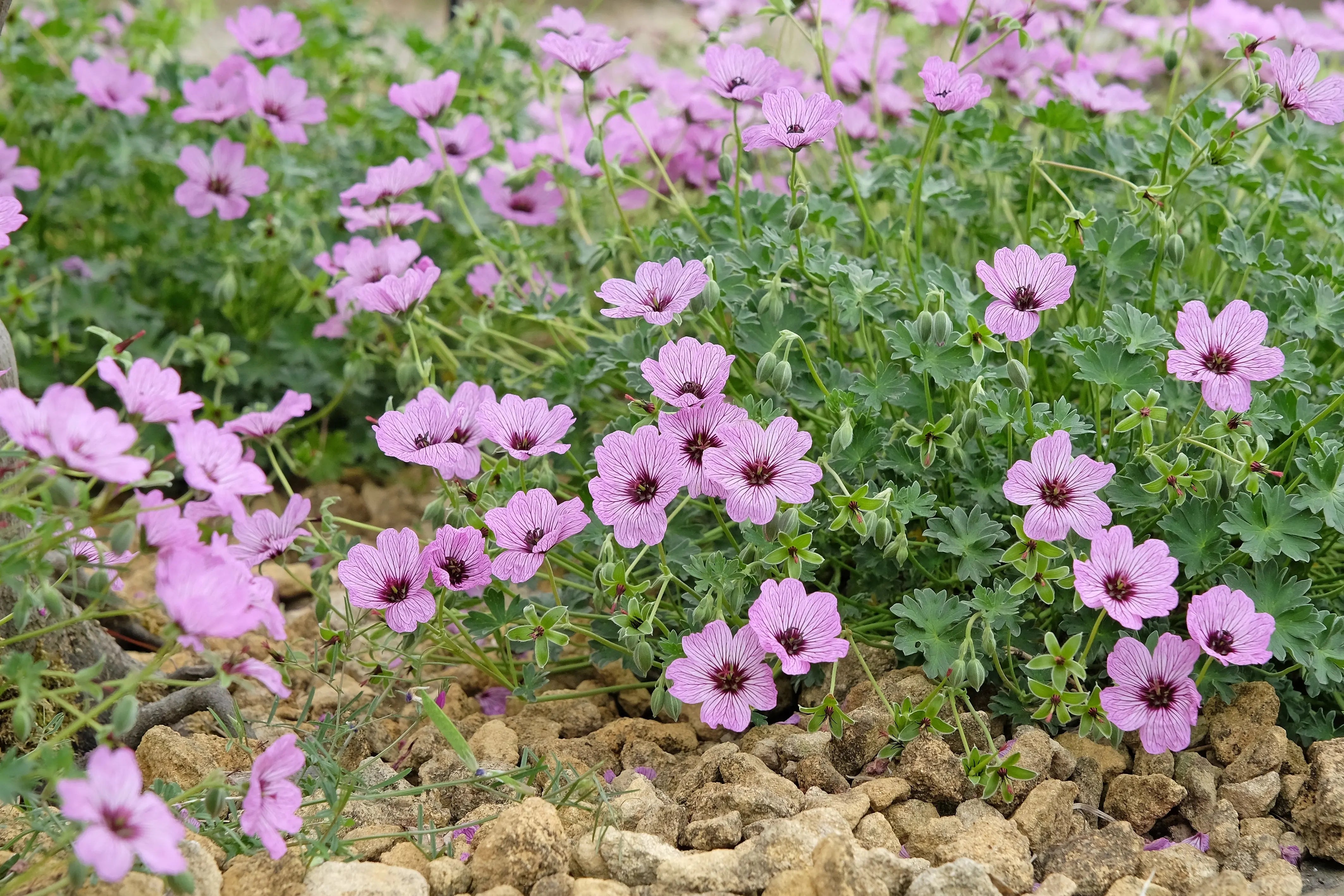 Aschgrauer Storchschnabel 'Lawrence Flatman' Staude von Stauden Gänge, mit silbrigen Blättern und pinken Blüten in Nahaufnahme