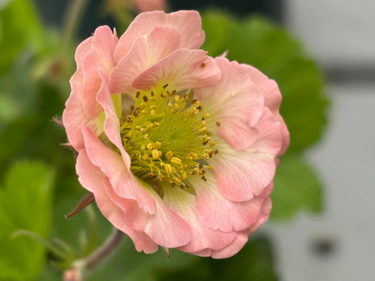 Chilenische Nelkenwurz Staude Geum chiloense 'Pretticoats Pink' von Stauden Gänge mit pinken Blüten in Gartenlandschaft