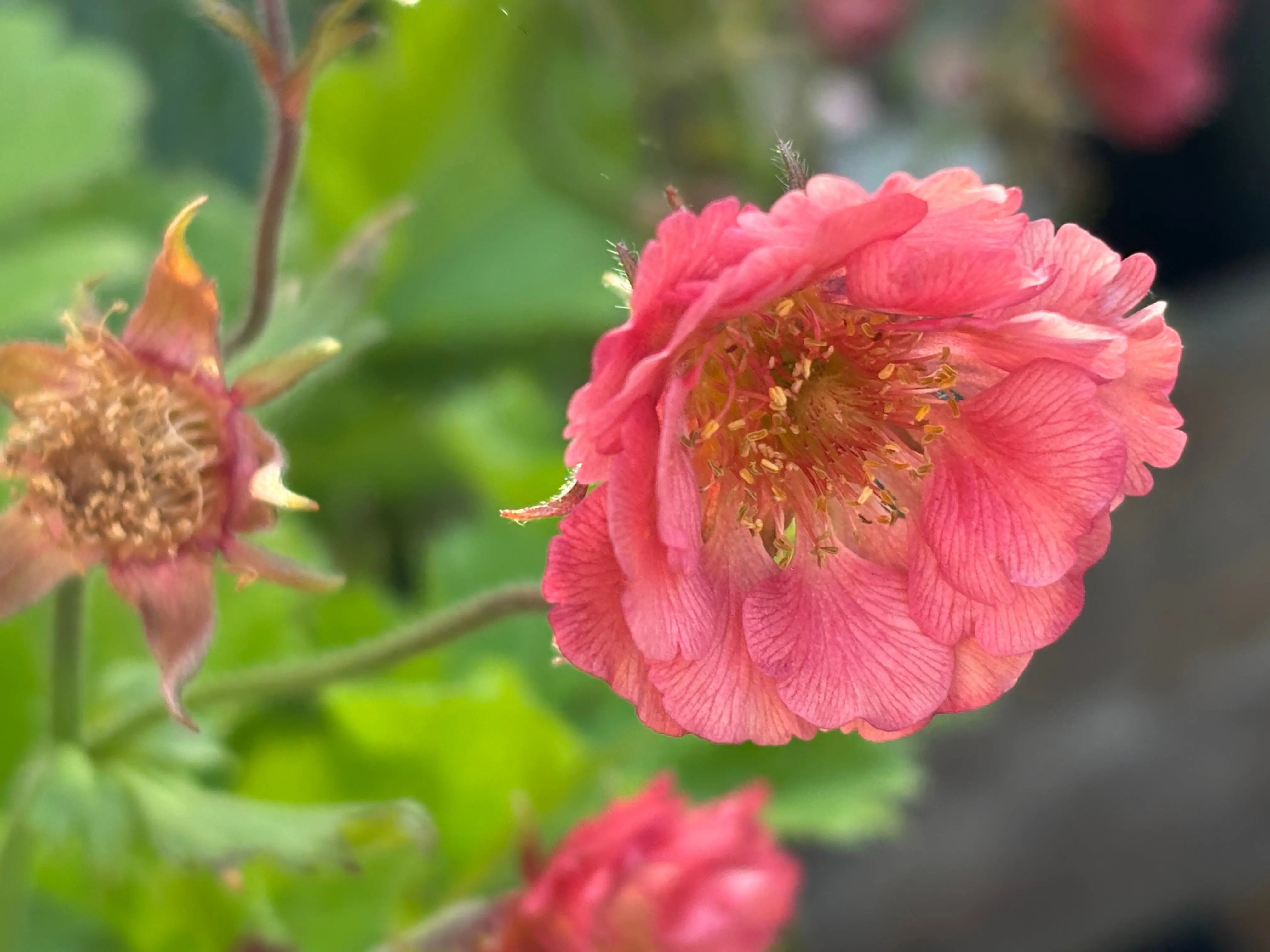 Chilenische Nelkenwurz Staude 'Pretticoats Pink' von Stauden Gänge mit rosa Blüten, detaillierte Nahaufnahme der Blüten und Blätter.