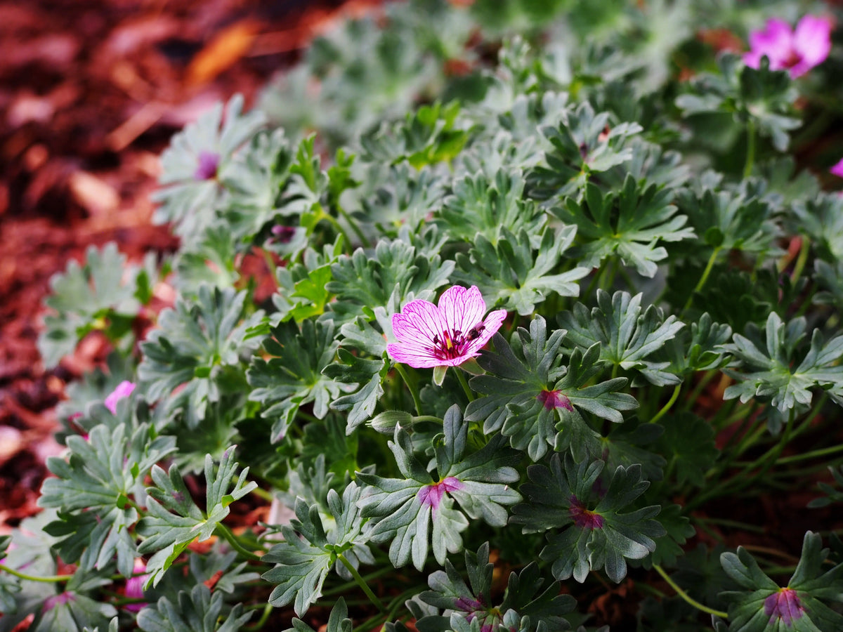 Aschgrauer Storchschnabel Geranium cinereum 'Lawrence Flatman' Staude mit silbrigen Blättern und lilafarbenen Blüten.