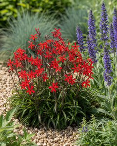 Silene virginica ‚Burning Heart' Feuernelke mit scharlachroten Blüten neben blauem Steppensalbei und Blauschwingel im Staudenbeet, von Stauden Gänge.