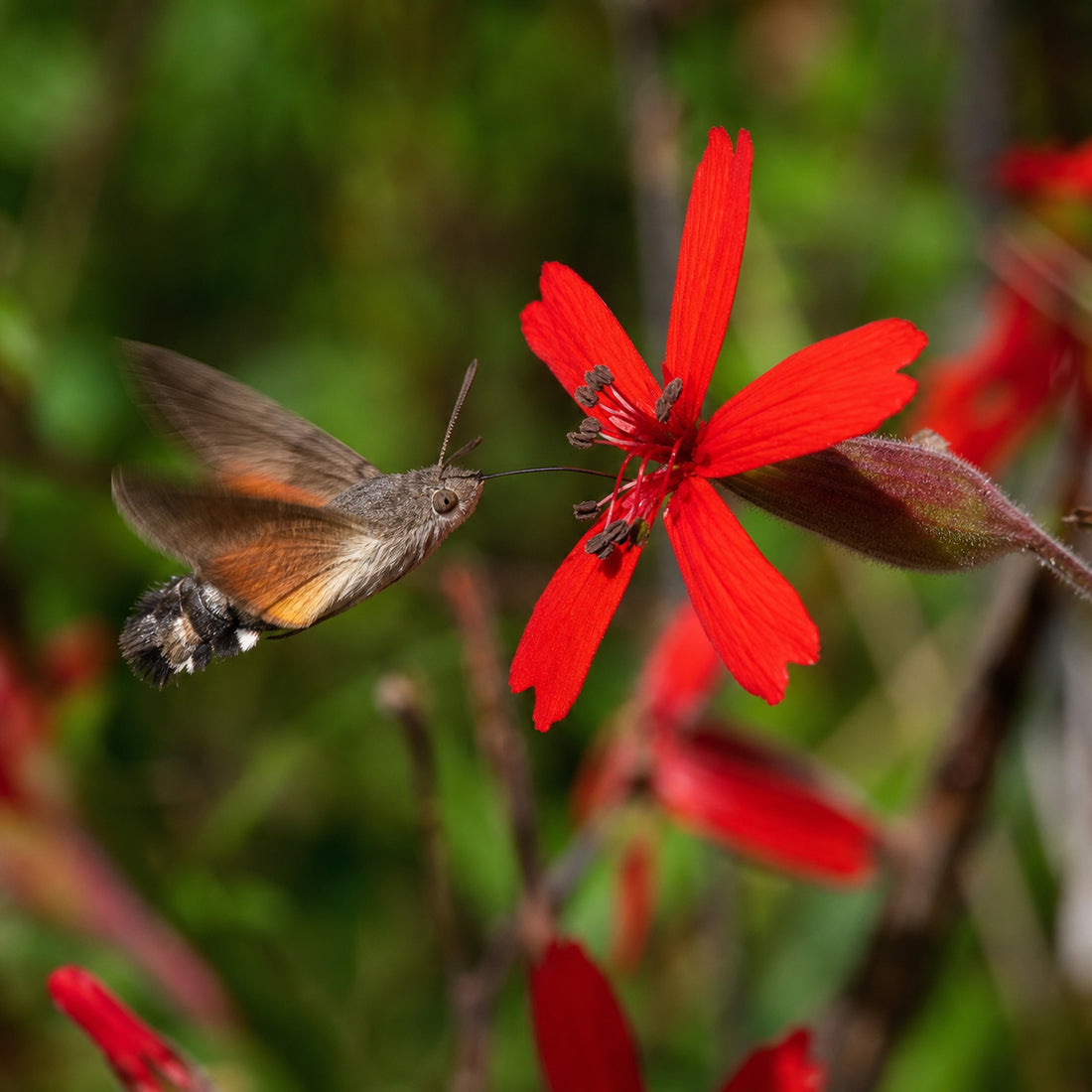 Taubenschwänzchen saugt Nektar an der scharlachroten Sternblüte der Silene virginica ‚Burning Heart' Feuernelke, von Stauden Gänge.