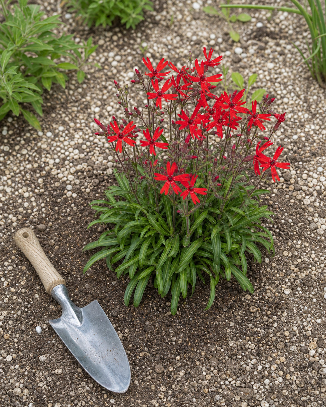 Frisch gepflanzte Silene virginica ‚Burning Heart' Feuernelke im durchlässigen Kiesbeet mit Handschaufel als Größenvergleich, von Stauden Gänge.