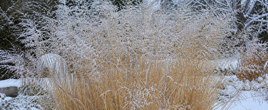Ehrliches Winterfoto mit Raureif, kein kahler Schnitt