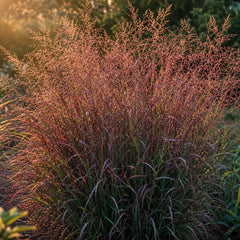 Panicum virgatum 'Squaw' im Gegenlicht: kupferrot leuchtender Rispenschleier über dem Horst