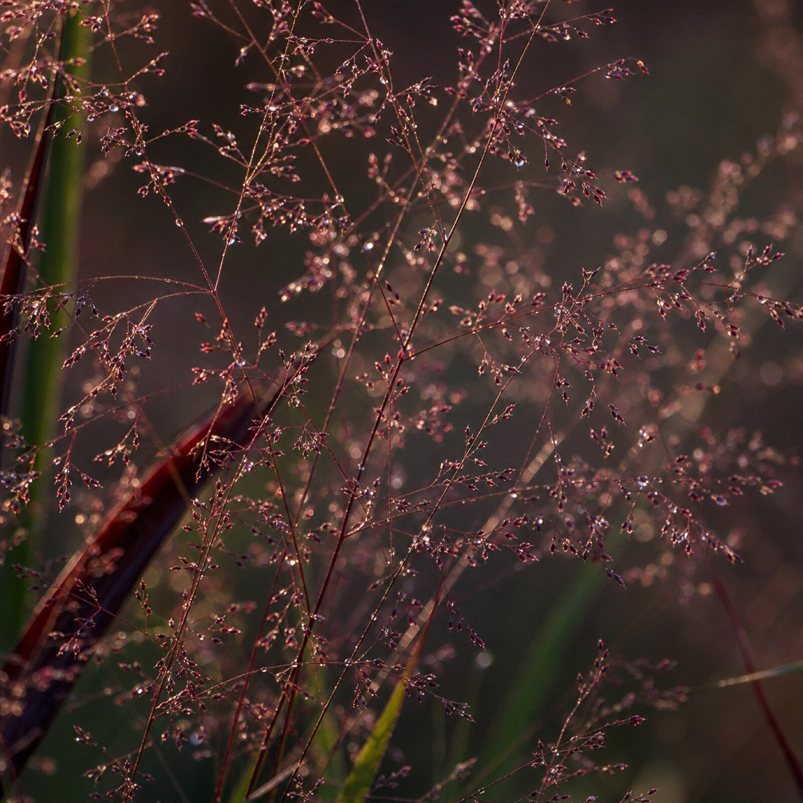 Makroaufnahme der feinen Rispen von Panicum virgatum 'Squaw' mit Tautropfen
