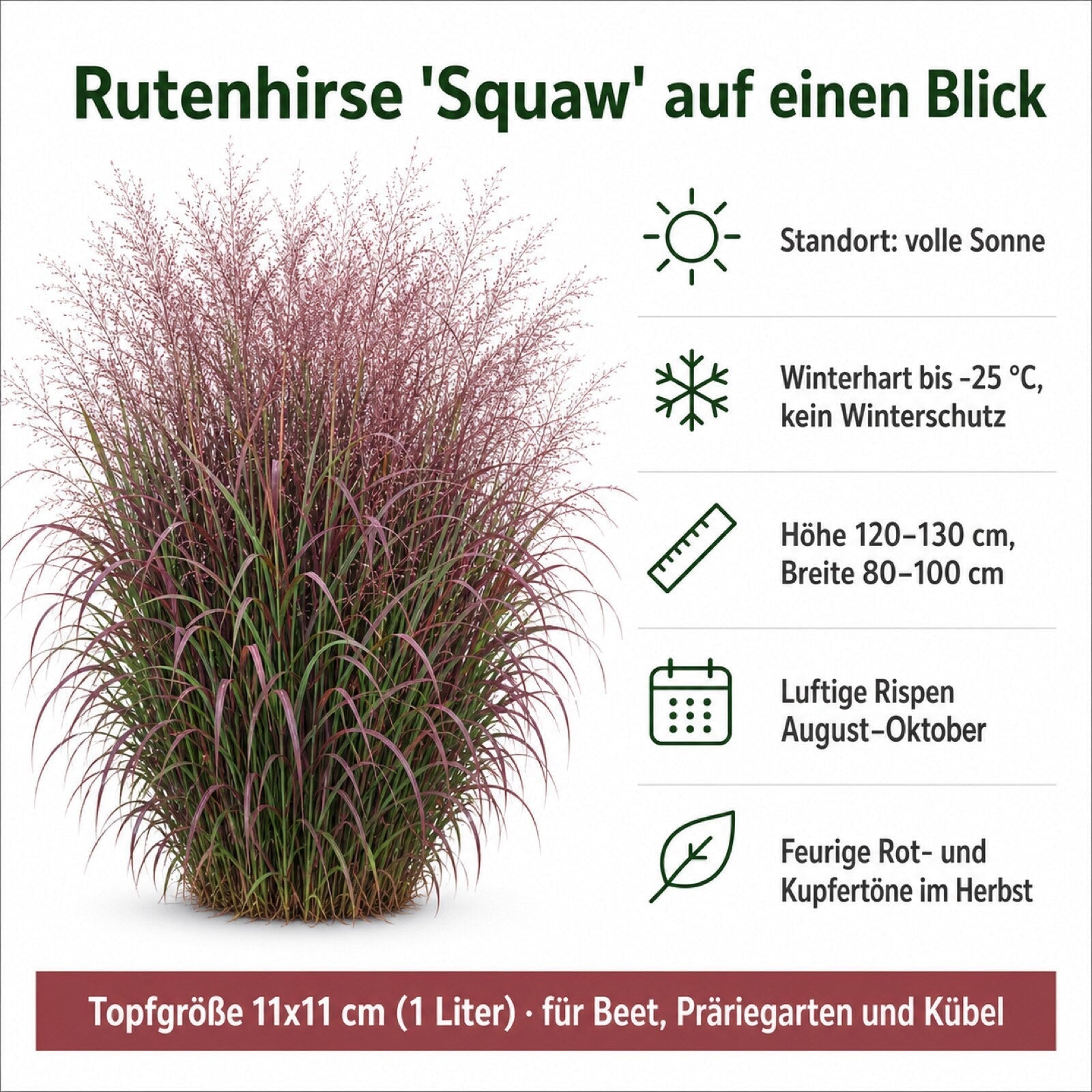 Steckbrief Rutenhirse 'Squaw': Standort, Winterhärte, Wuchshöhe und Herbstfärbung