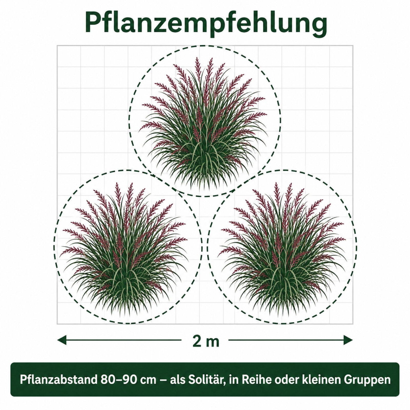 Pflanzempfehlung für Panicum virgatum 'Squaw': Pflanzabstand und Gruppenpflanzung