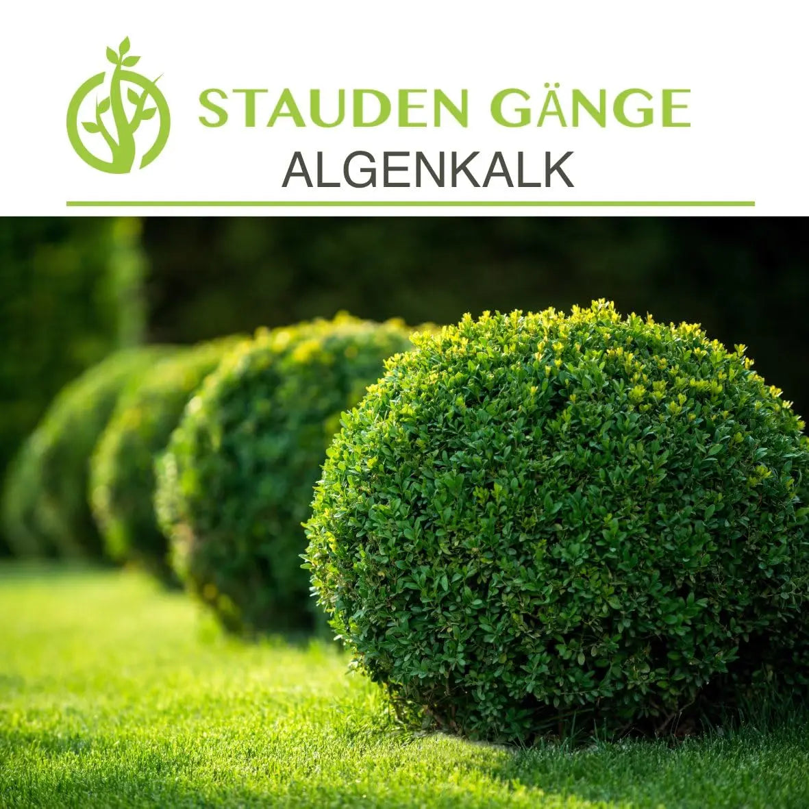Stauden Gänge Algenkalk Pulver 1kg im Eimer, aus 100% reinen Meeresalgen, für Garten und Bodenverbesserung