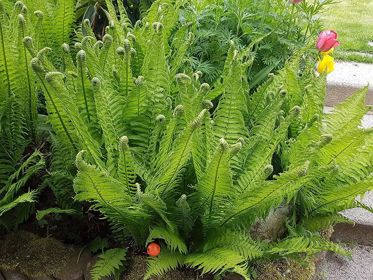 Drei verschiedene Farnarten aus der Stauden Gänge Kollektion, seltene und grüne Stauden, Nahaufnahme der Blätter und Stängel.