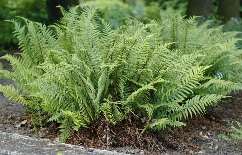 Drei verschiedene Farnpflanzen aus der Stauden Gänge Farn-Kollektion, seltene und grüne Stauden für den Garten.