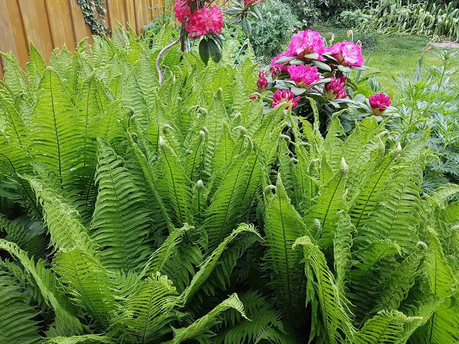 Drei Farne aus der Stauden Gänge Farn Kollektion, seltene und grüne Stauden, Nahaufnahme der Farnblätter