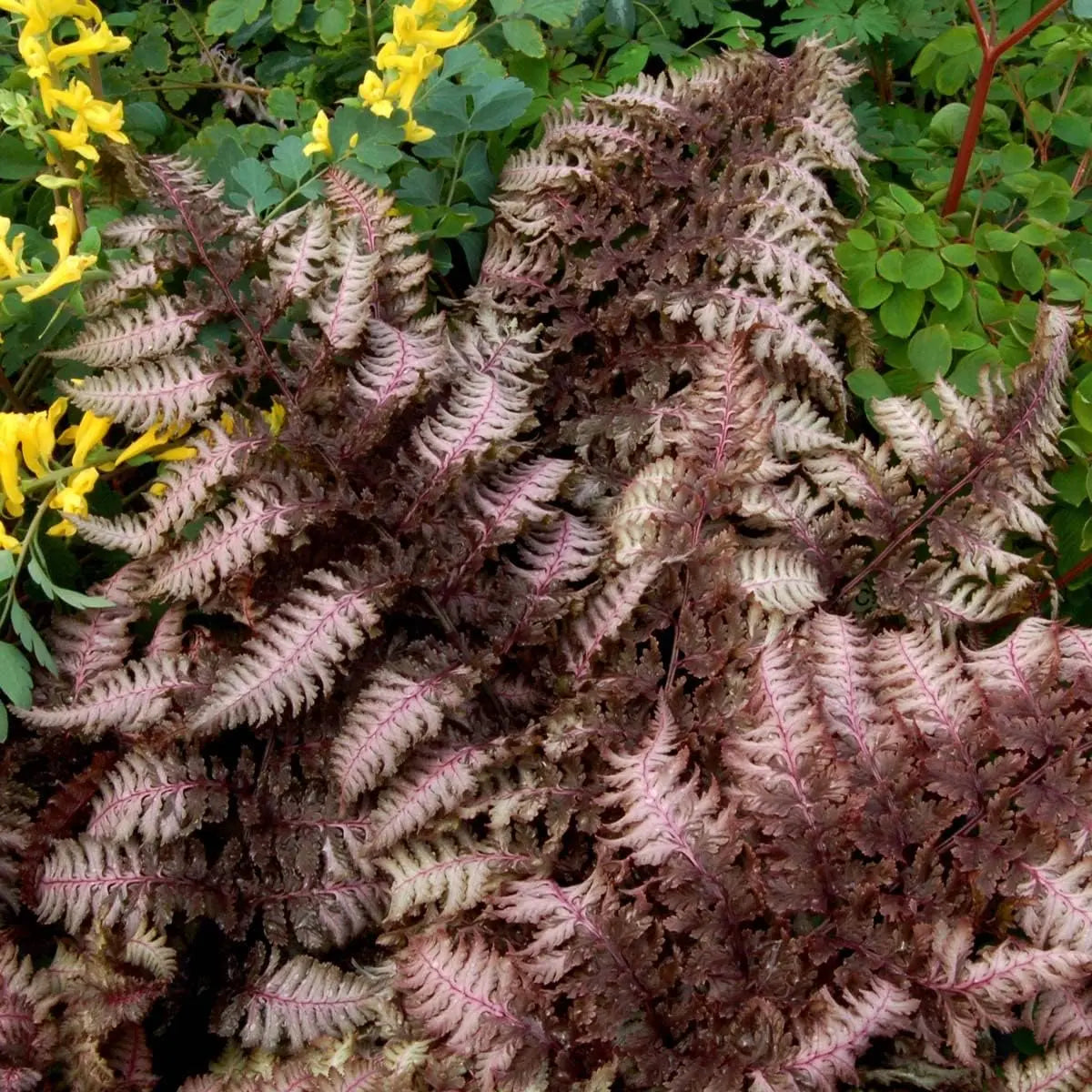 Burgundy Lace Regenbogenfarn von Stauden Gänge, grüne und burgunderfarbene Blätter, zierlicher Farn, Nahaufnahme