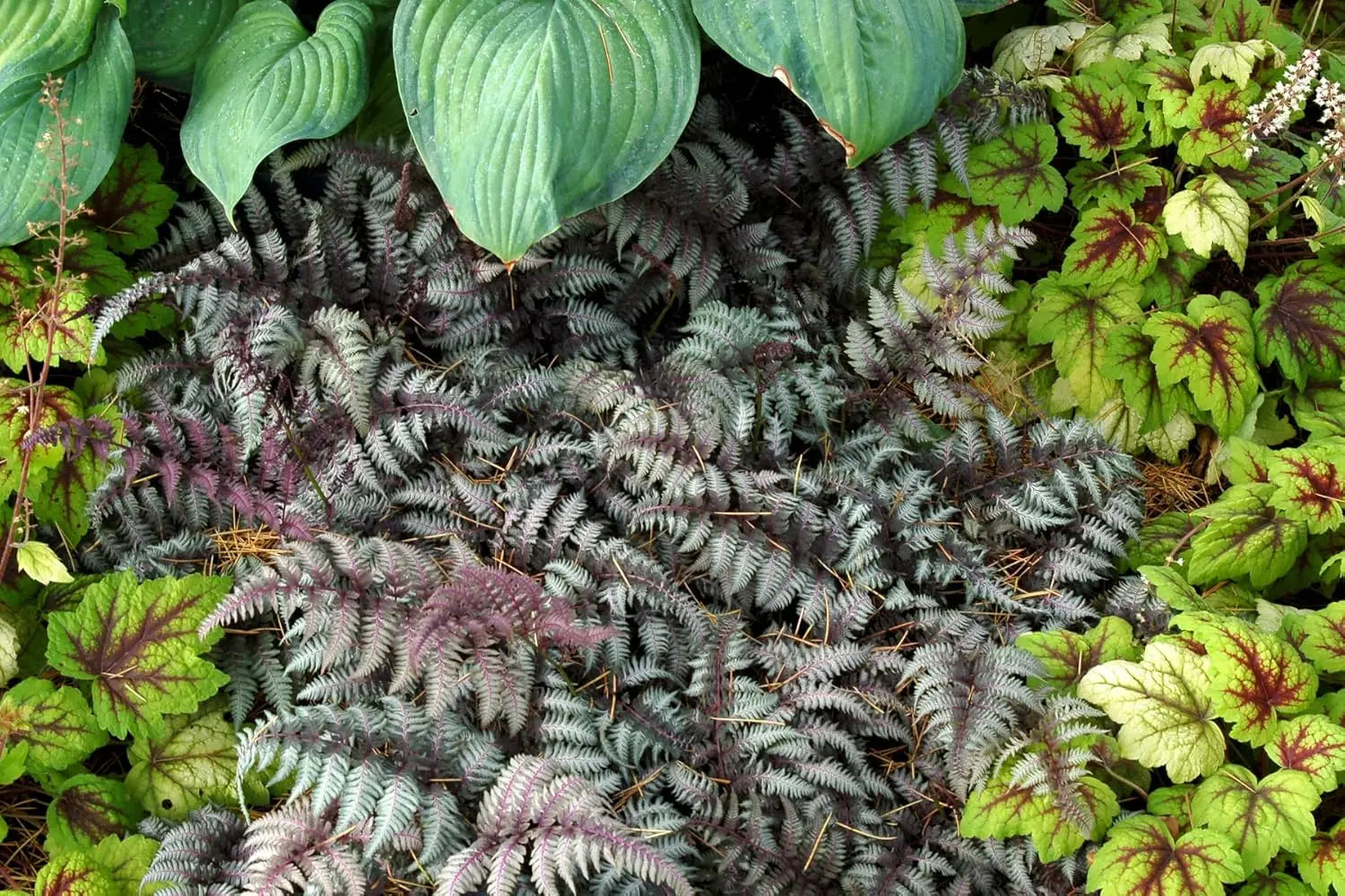 Regenbogenfarn Athyrium niponicum ‚Burgundy Lace‘ von Stauden Gänge mit silbrigen und burgunderfarbenen Blättern im Garten.