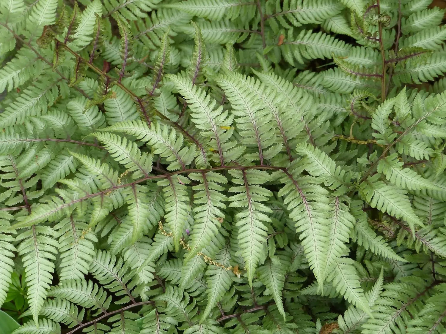 Regenbogenfarn Athyrium niponicum 'Red Beauty' von Stauden Gänge mit silbrigen Blättern und roten Akzenten, im Garten.