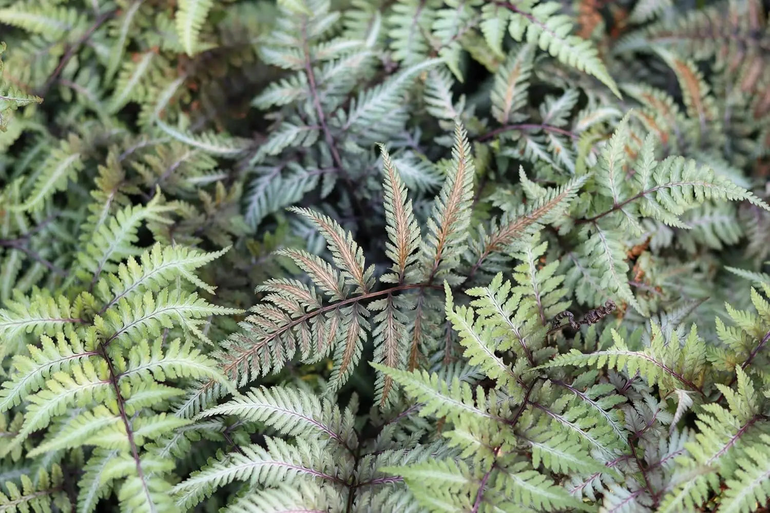 Athyrium niponicum 'Red Beauty', Regenbogenfarn von Stauden Gänge, grün-silbrige Blätter mit roten Farbtönen, im Garten.