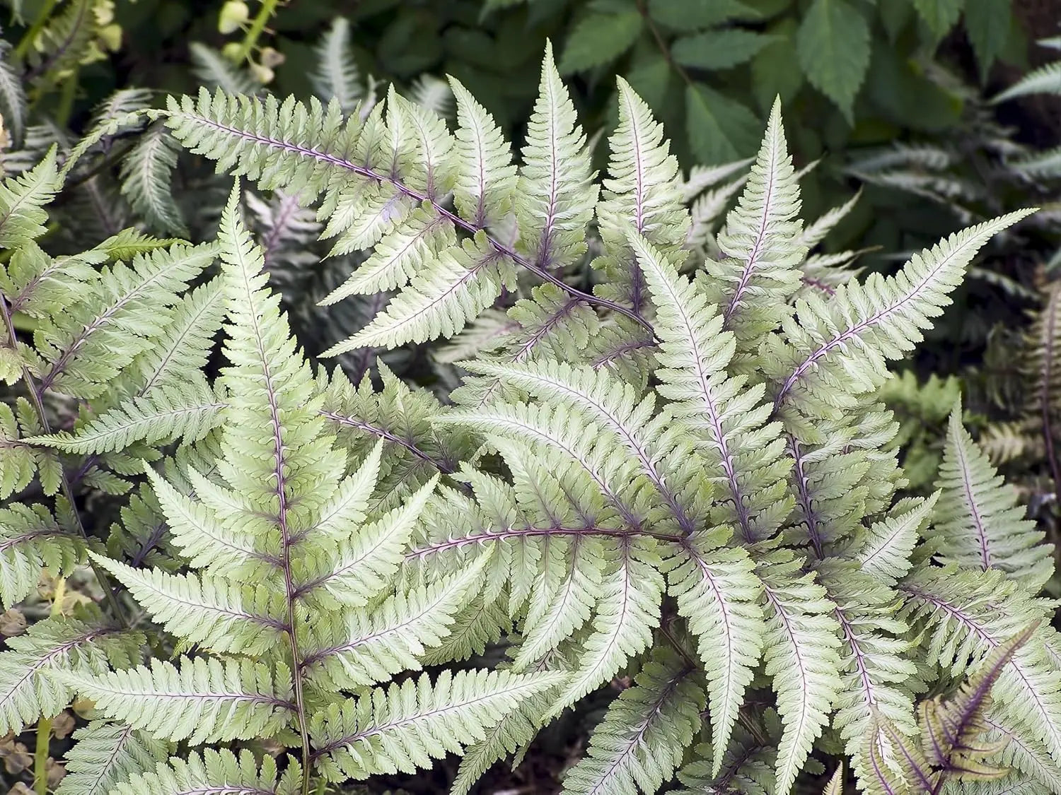 Bunter Regenbogenfarn Athyrium niponicum 'Red Beauty' von Stauden Gänge mit silbrigen und roten gefiederten Blättern.