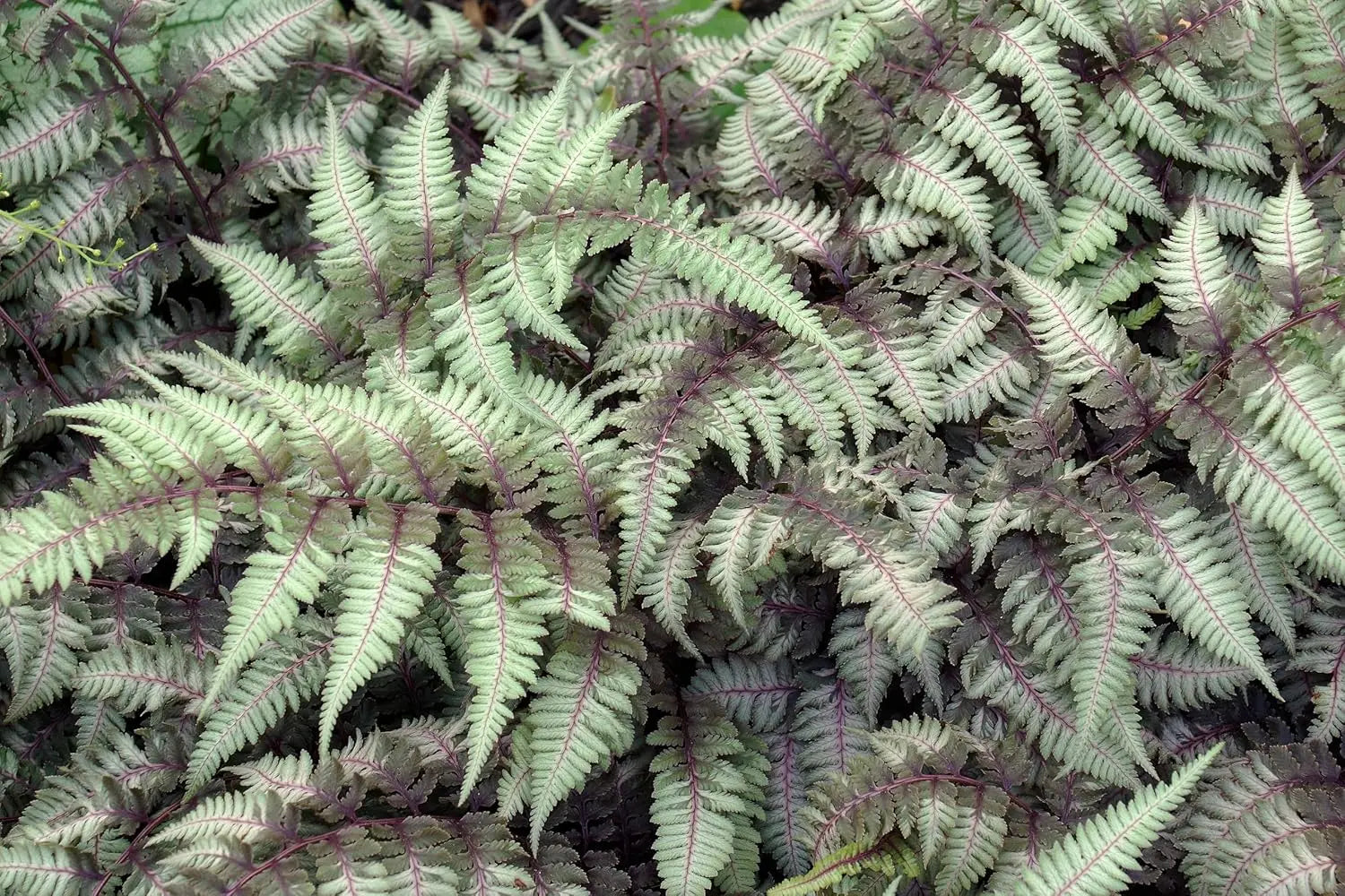 Athyrium niponicum 'Red Beauty', Regenbogenfarn, Stauden Gänge, mit silbrigen Blättern und roten Akzenten, im Garten.