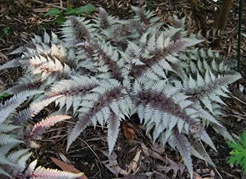 Regenbogenfarn Athyrium niponicum 'Red Beauty' von Stauden Gänge, grüne und rote Blätter, im Garten.