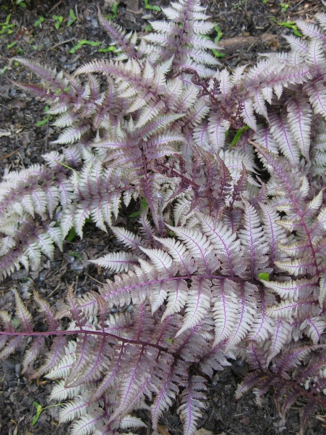 Buntblättriger Athyrium niponicum 'Red Beauty' Regenbogenfarn von Stauden Gänge mit silbrigen und roten Blättern in Gartenszene