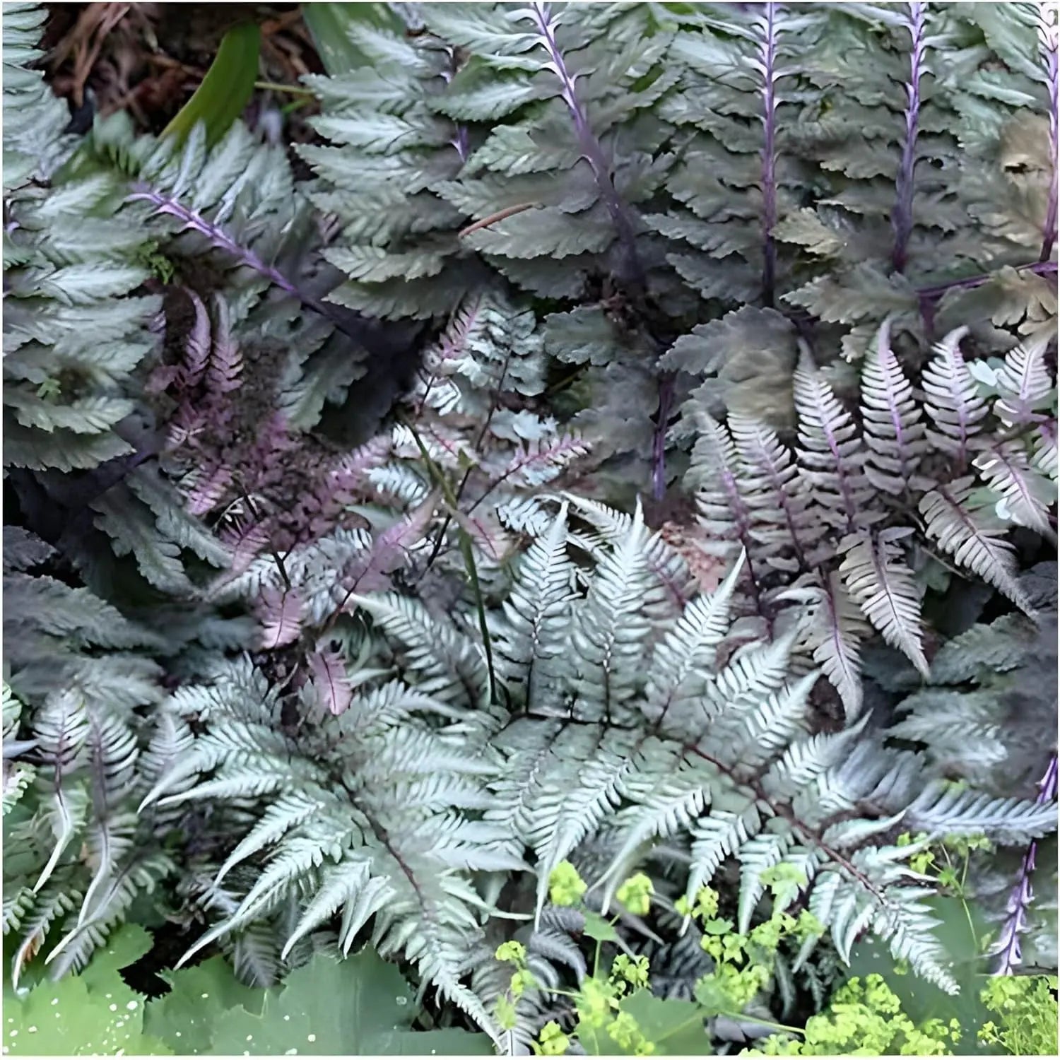 Athyrium niponicum 'Red Beauty', Regenbogenfarn, Stauden Gänge, grüner Farn mit roten und silbernen Blättern, im Garten.