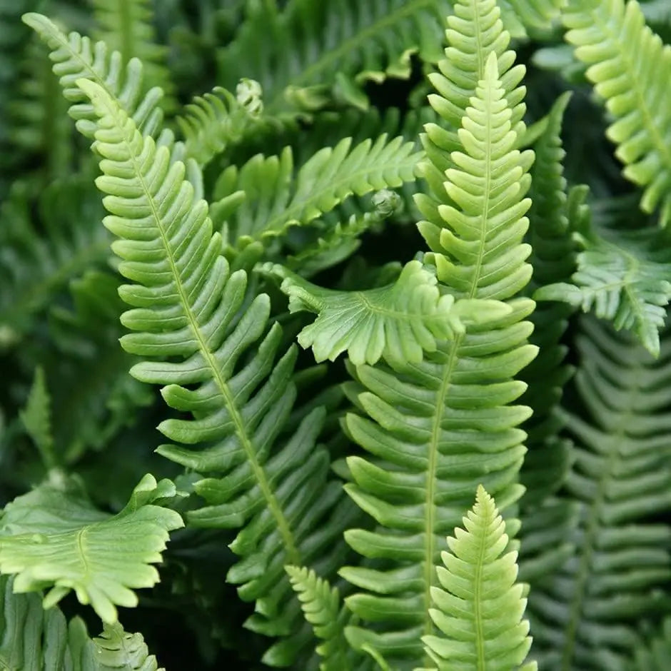 Rippenfarn Blechnum spicant von Stauden Gänge, grüner Farn mit filigranen Blättern, ideal für schattige Gärten