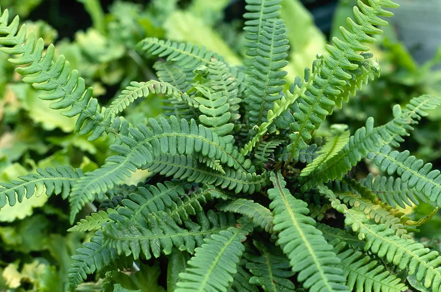 Rippenfarn Blechnum spicant von Stauden Gänge, grüne Farnblätter mit feinen, gezackten Blatträndern, im Garten.