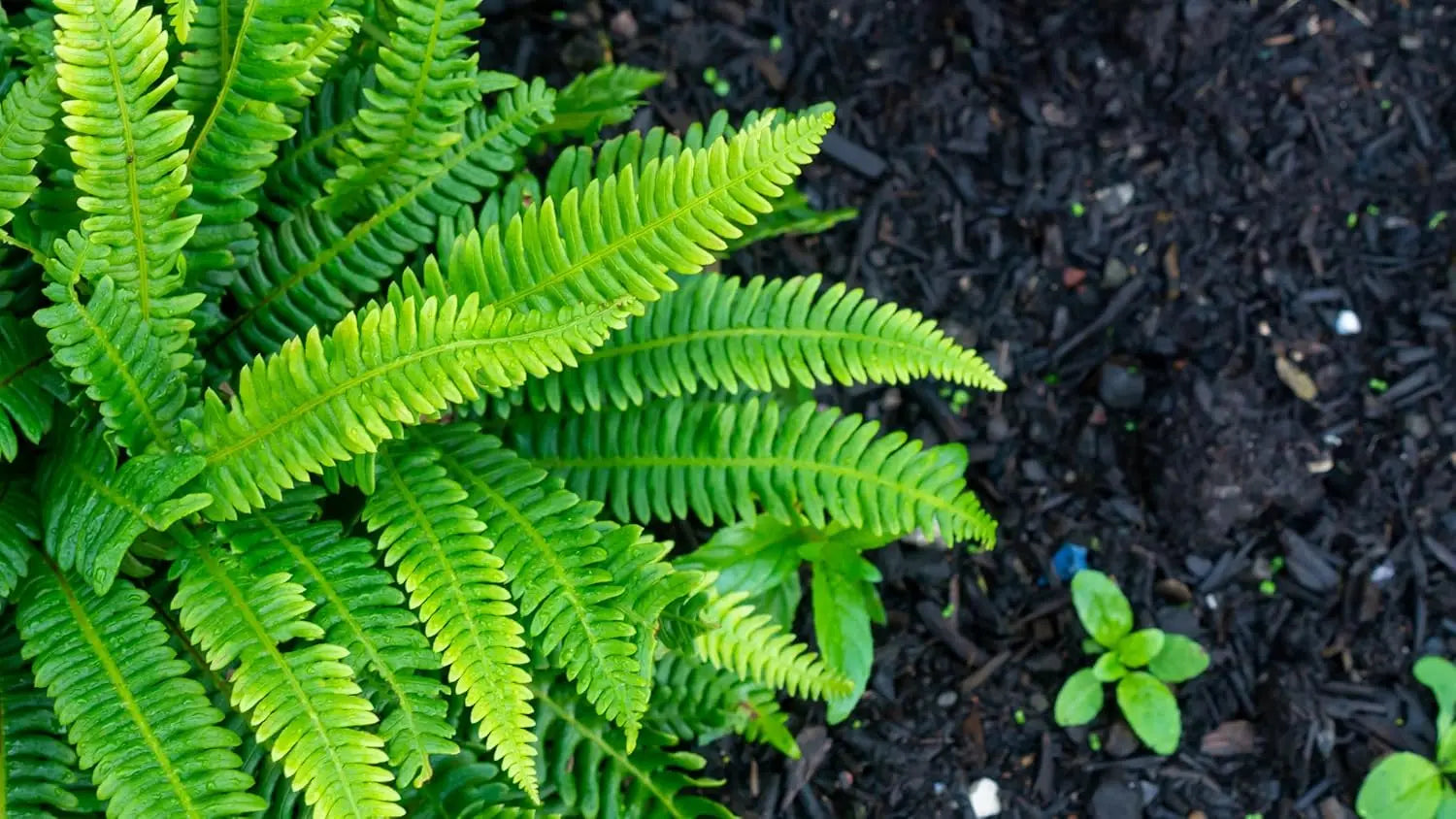 Rippenfarn Blechnum spicant von Stauden Gänge, grüne Farnblätter mit feinen, gezackten Rändern, im Garten.
