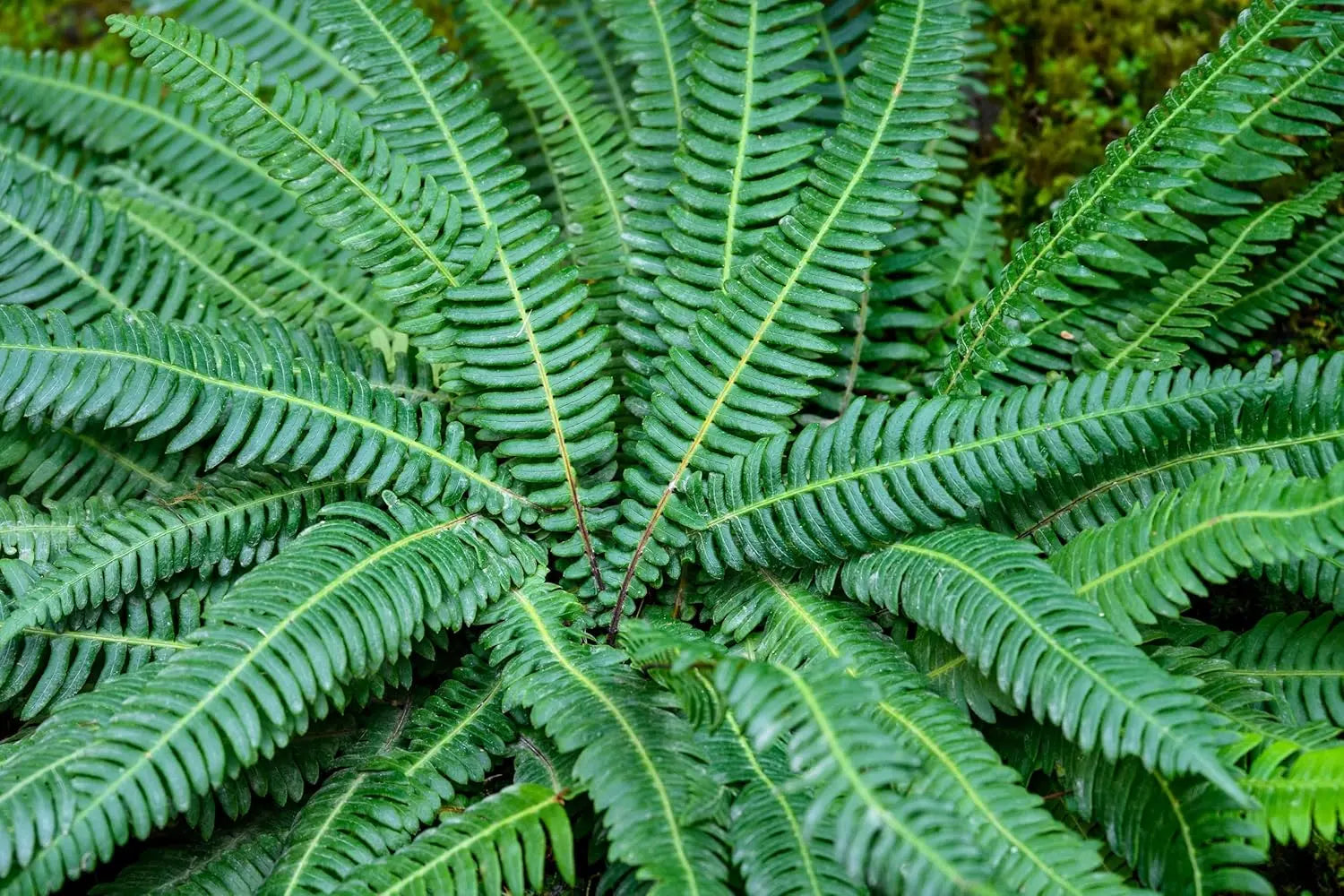 Rippenfarn Blechnum spicant von Stauden Gänge, grüner Farn mit gefiederten Blättern, ideal für Garten und Balkon.