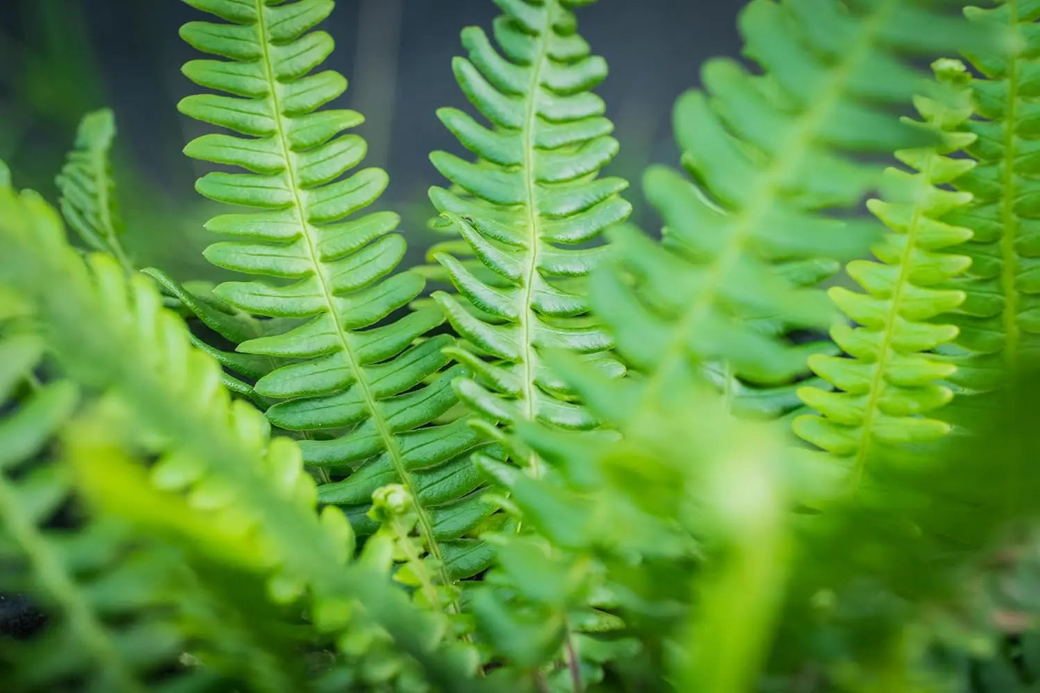 Rippenfarn Blechnum spicant von Stauden Gänge, grüner Farn mit gefiederten Blättern, ideal für schattige Gärten.
