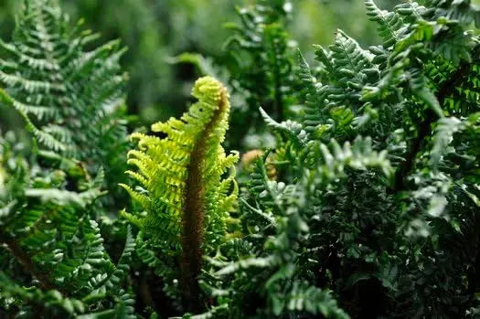 Dryopteris affinis 'Crispa Congesta', Goldschuppenfarn, grün belaubter Farn mit gekräuselten Blättern, Stauden Gänge.