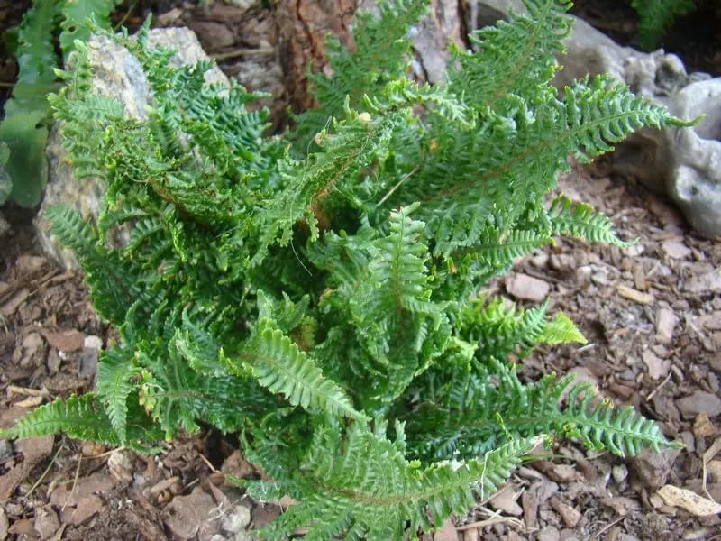 Dryopteris affinis 'Crispa Congesta', Goldschuppenfarn, Stauden Gänge, grüner Farn mit gekräuselten Blättern, im Garten.