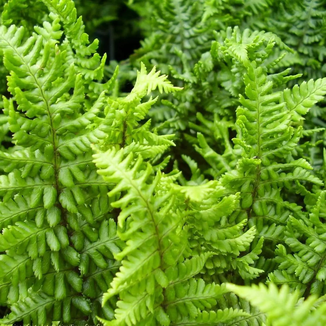 Krauser Goldschuppenfarn Dryopteris affinis 'Crispa Congesta' mit gewellten, goldfarbenen Schuppen, Stauden Gänge.