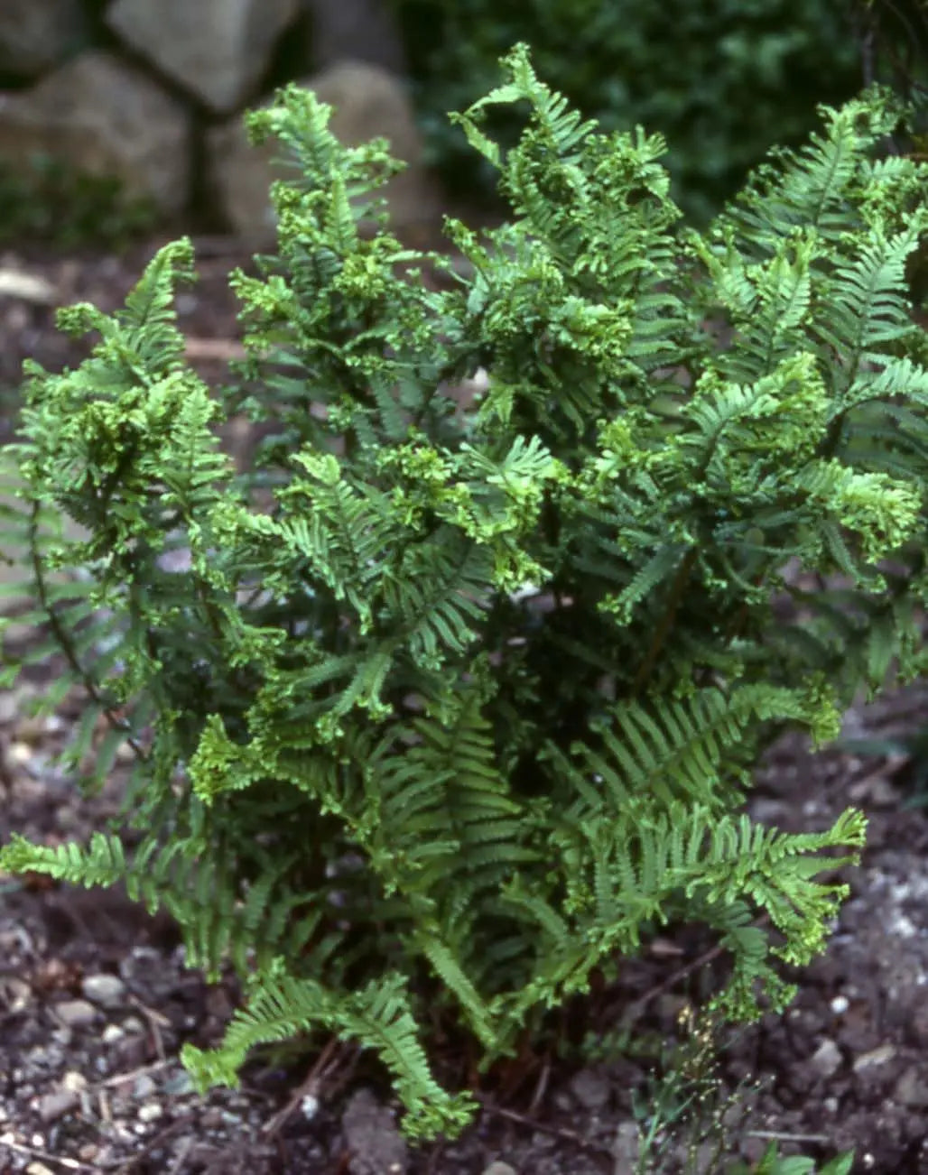 Krauser Goldschuppenfarn Dryopteris affinis 'Crispa Congesta' von Stauden Gänge, grüne Farnblätter mit goldenen Schuppen