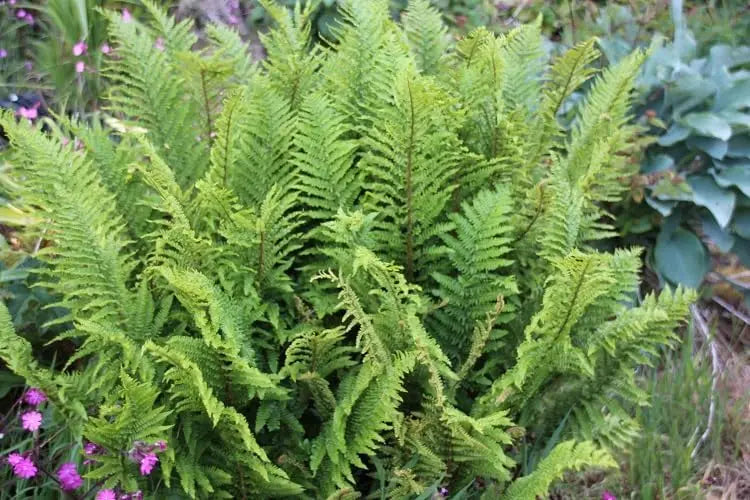 Wellig gewellter Goldschuppenfarn Dryopteris affinis 'Crispa' von Stauden Gänge, detailreiche Blätter, grünes Farnblatt