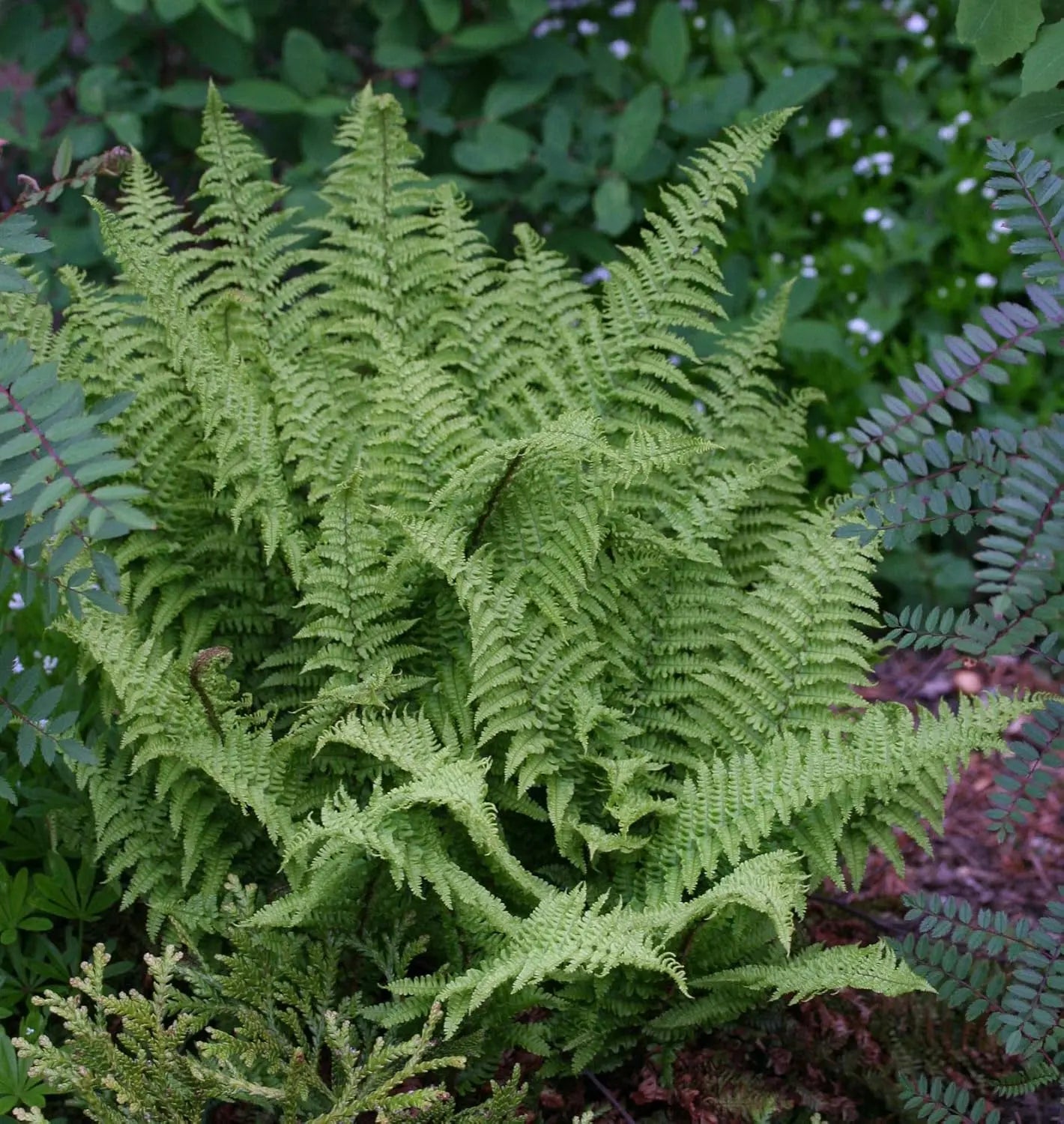 Dryopteris affinis 'Crispa' Goldschuppenfarn, gewellter Farn mit gefiederten Blättern, Stauden Gänge, dekoratives Gartengewächs