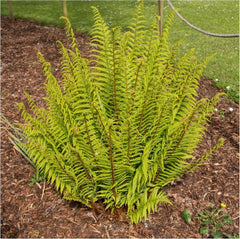 Dryopteris affinis, heimischer Goldschuppenfarn, grüner Farn mit goldenen Schuppen, Stauden Gänge, Gartenpflanze