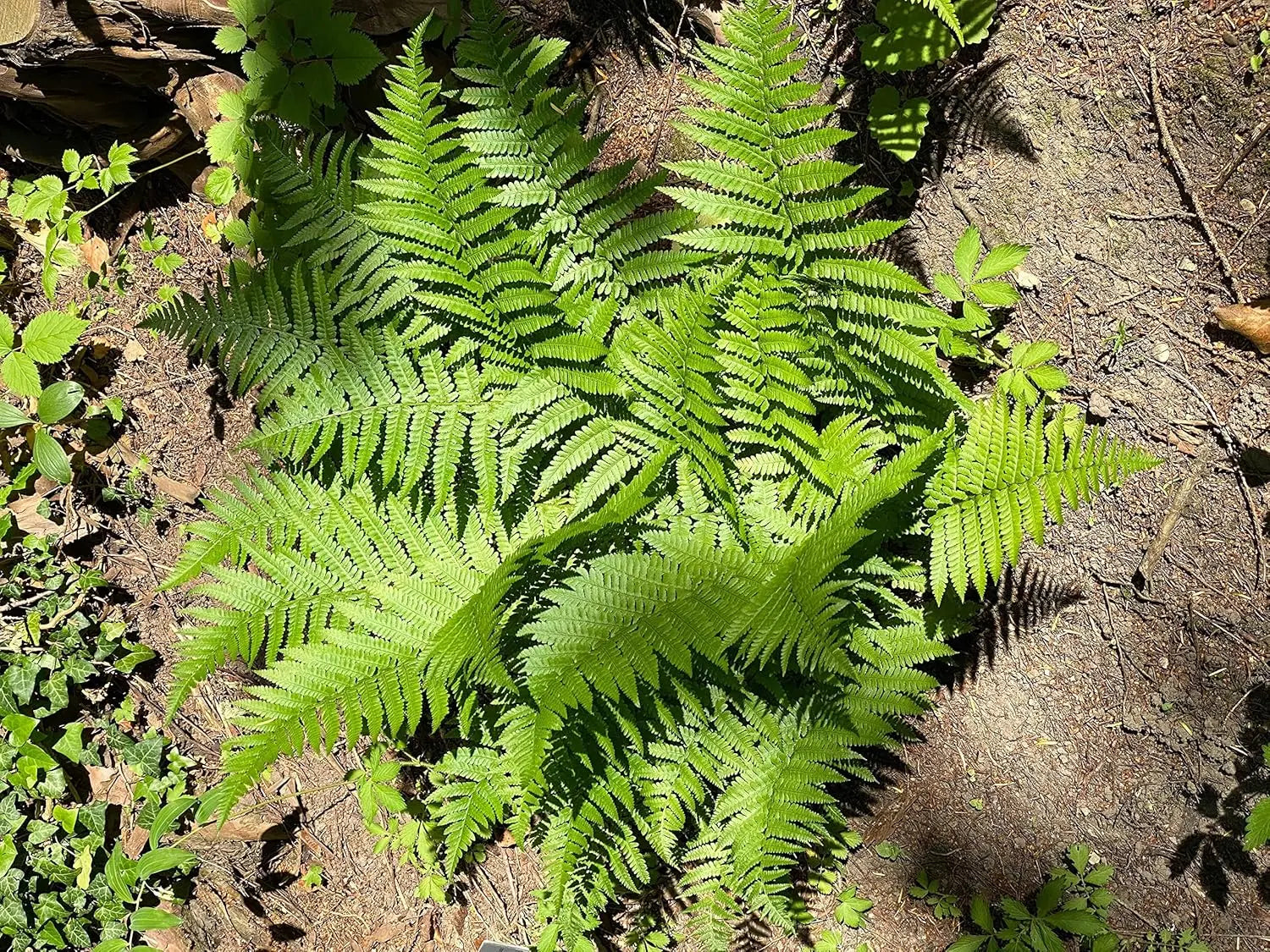 Dryopteris affinis, heimischer Goldschuppenfarn von Stauden Gänge, grüne Farnblätter mit goldenen Schuppen im Garten.