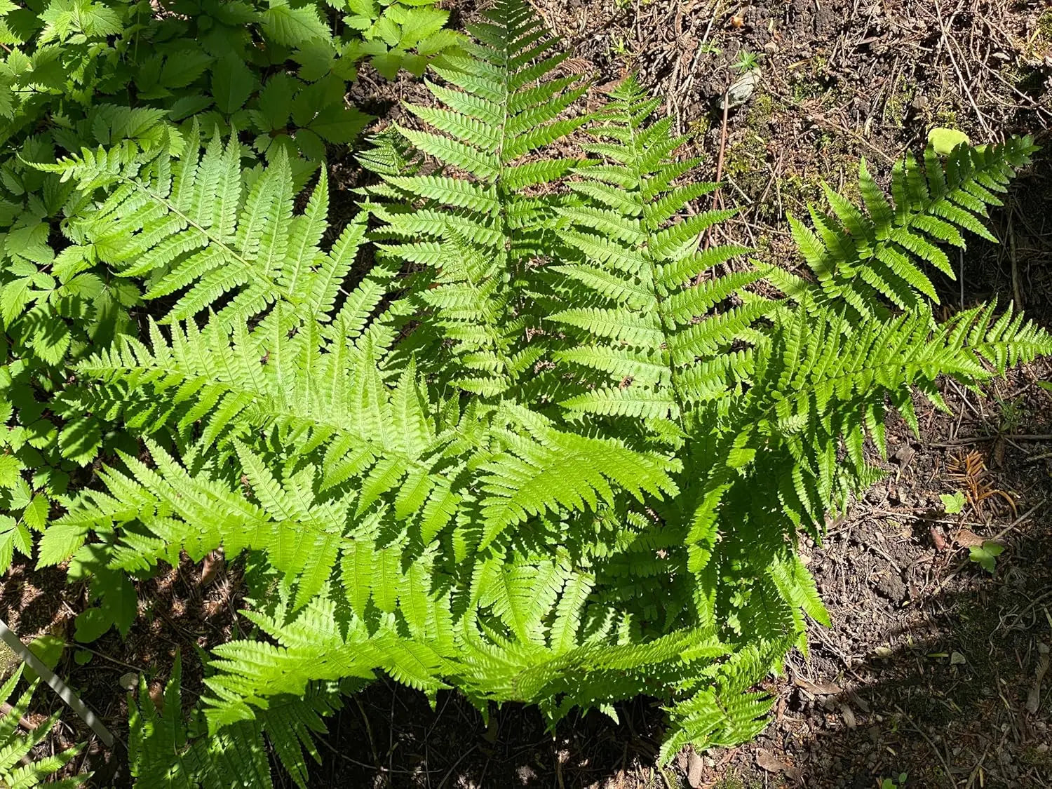 Dryopteris affinis, heimischer Goldschuppenfarn, Stauden Gänge, grüner Farn mit goldenen Schuppen, im Gartenboden wachsend